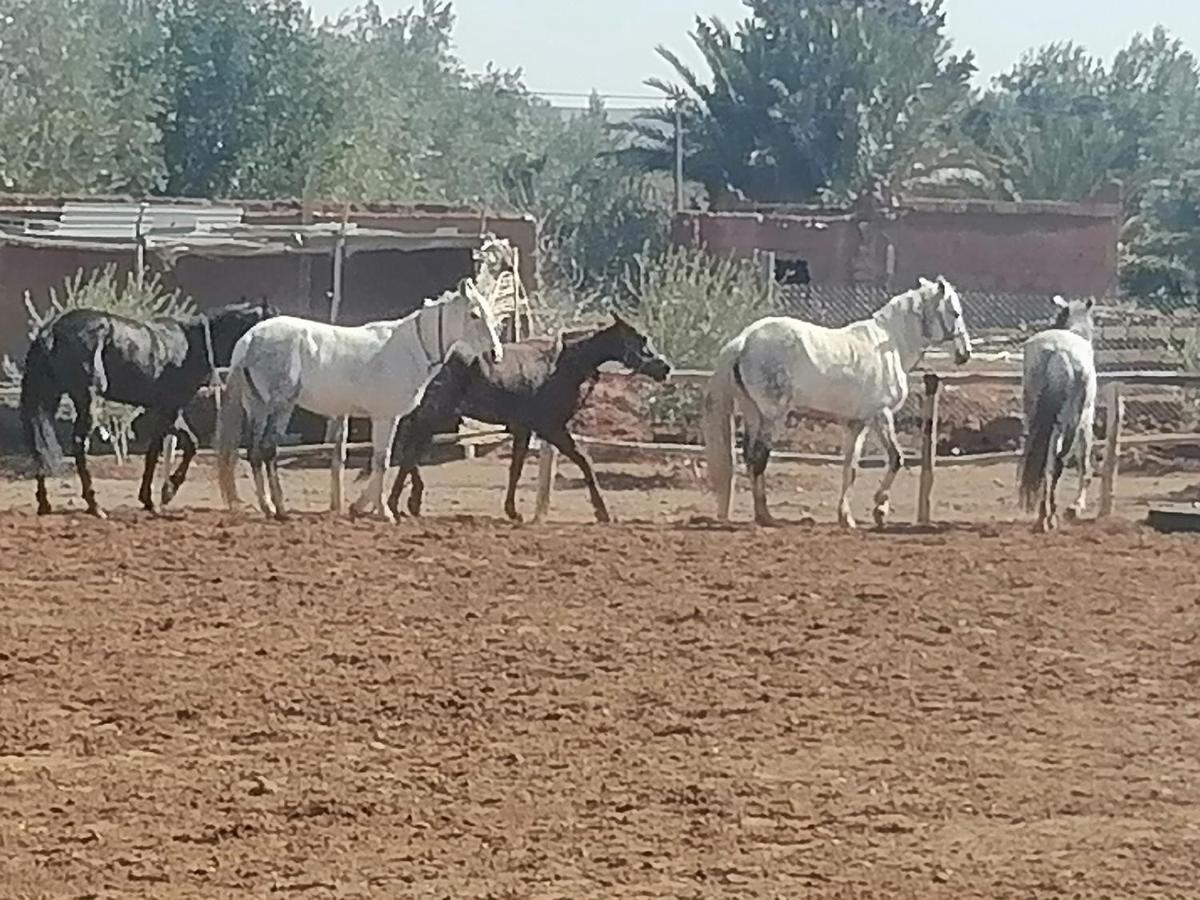 Dar Alfourssane Ferme D'Hote Hotell Ouarzazate Eksteriør bilde