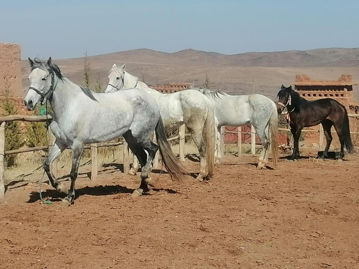 Dar Alfourssane Ferme D'Hote Ouarzazate Eksteriør bilde
