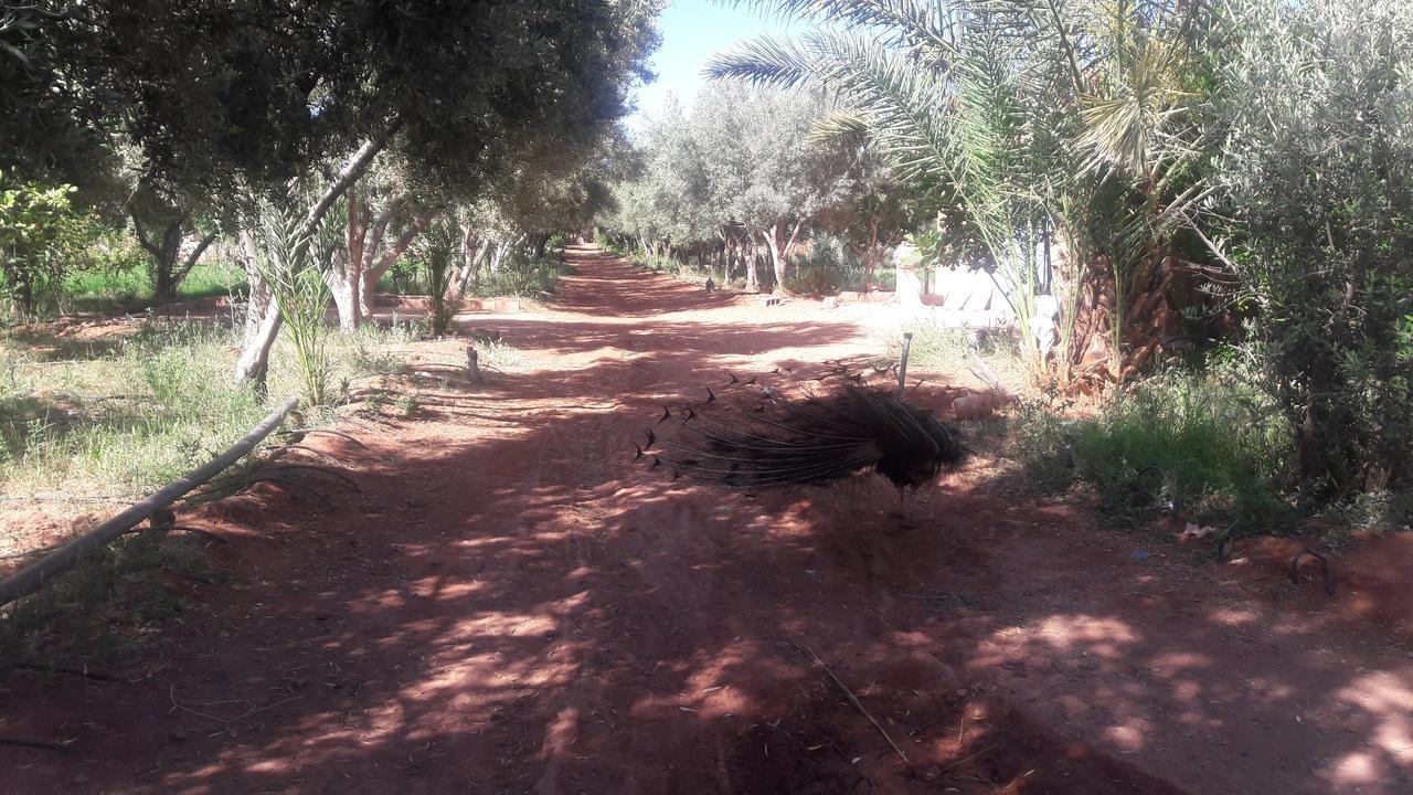 Dar Alfourssane Ferme D'Hote Ouarzazate Eksteriør bilde